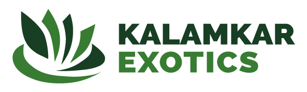 Kalamkar Exotics